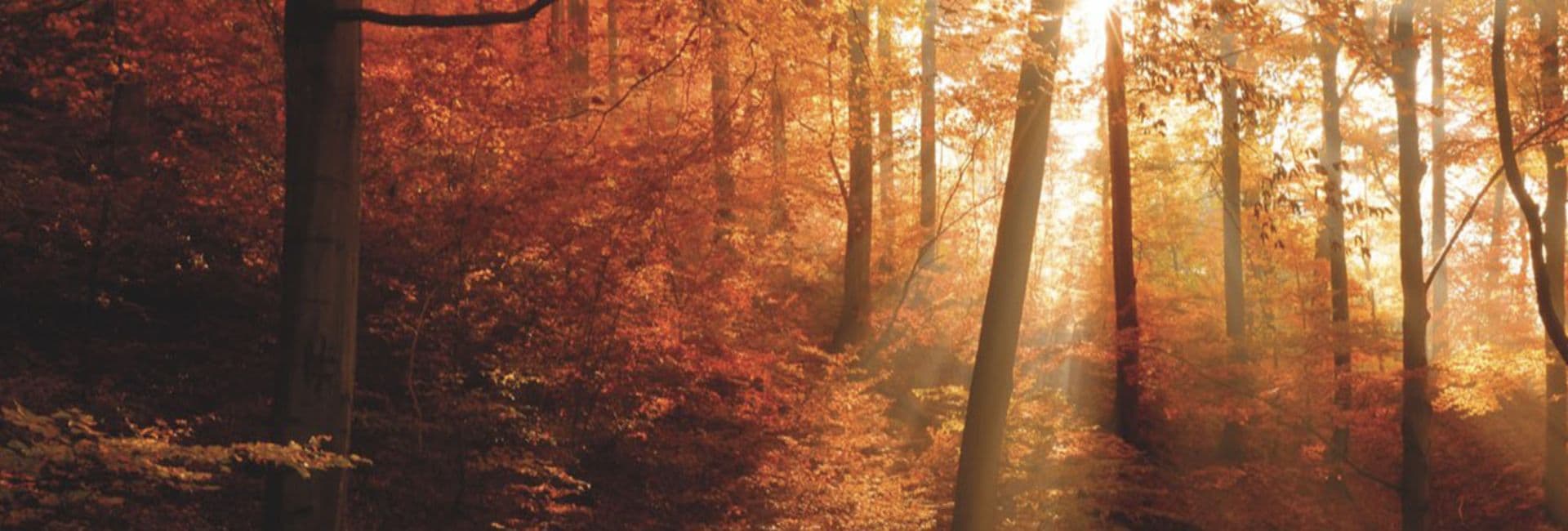 Scène hivernale en forêt, soleil bas à travers les arbres